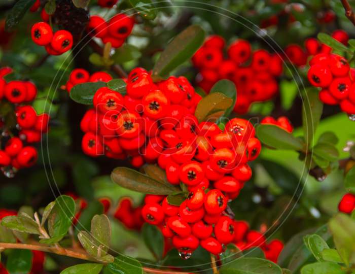 Ornamental Shrub Of Red Berries In Autumn With Raindrops