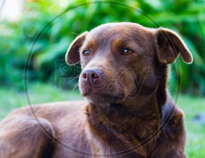 Brown Colored Mongrel Dog Outdoors On Green