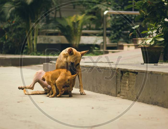 Brown Indian Pariah Mamma Dog Licking Puppy In The Middle Of A Urban Road Surrounded By Green Trees