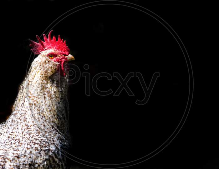 Portrait Of Rooster Isolated On Black Background With Space For Text
