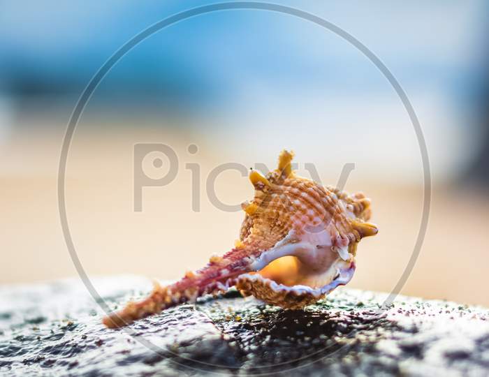 Seashell In The Beach Rock On The Background Of Beach And Sea - (Shallow Dof). Beach With Conch Seashell Under Blue Sky At Sunrise. Single Shell On Beach Seascape.