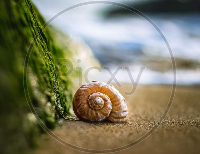 Big Seashell On The Sand On The Beach With Water Sea Grasses In The Back-Light Of Sunset, Background, Close Up. Beautiful Sea Shell On The Beach.Selective Focus Of A Seashell .