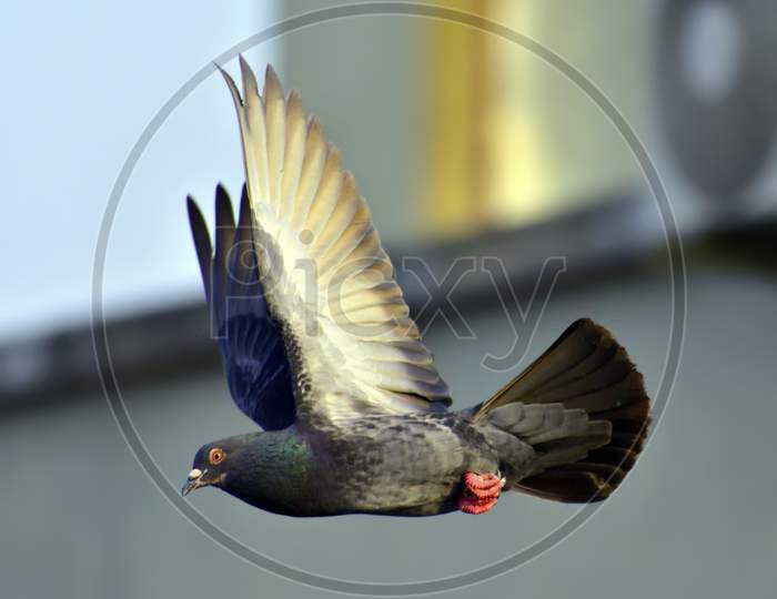 Domestic Pigeon on a joyride