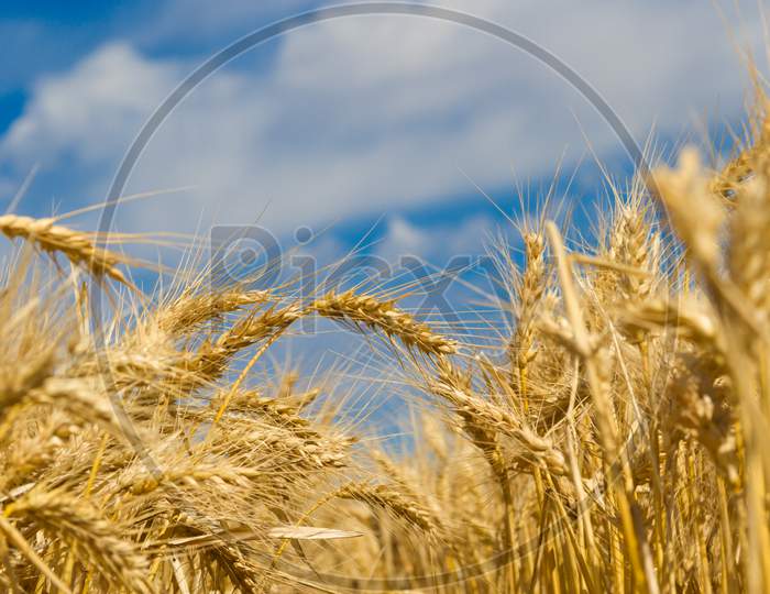 Golden Wheat By The Sun In The Field