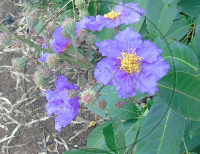 flowering plant with purple flower