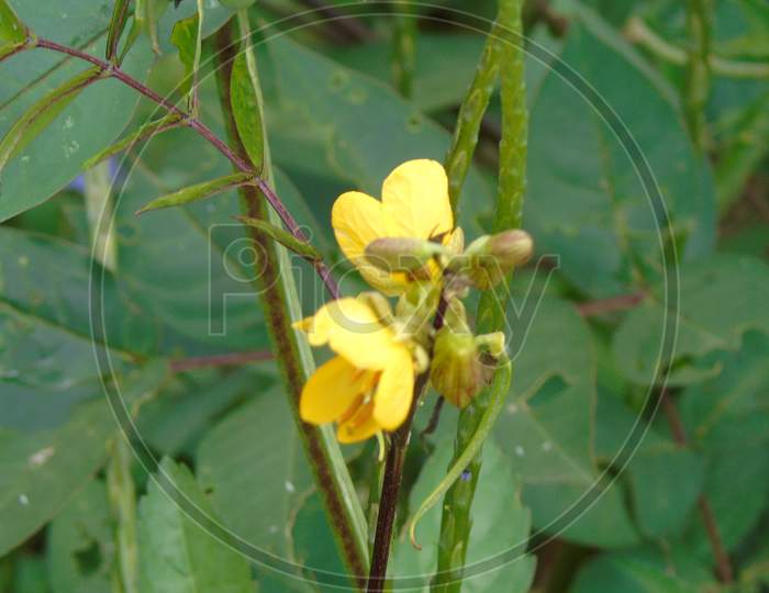 green plant with yellow flower,