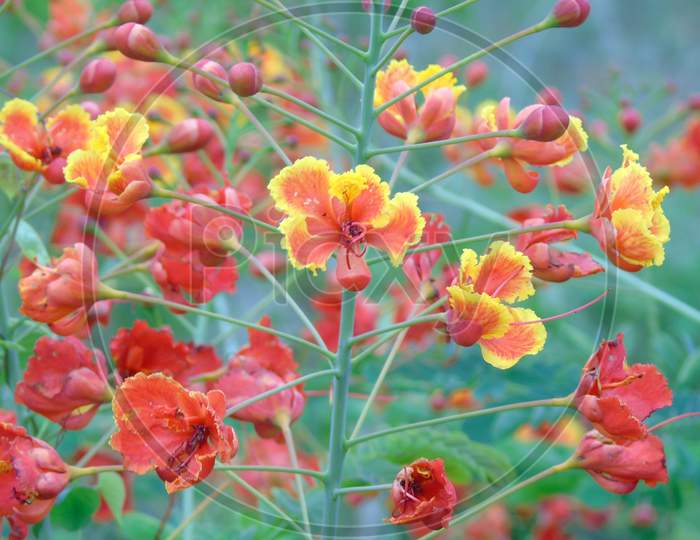 royal poinciana plant with flower