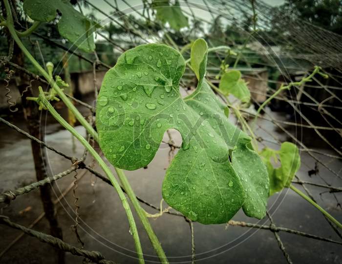 A pumpkin leaf with rain drops