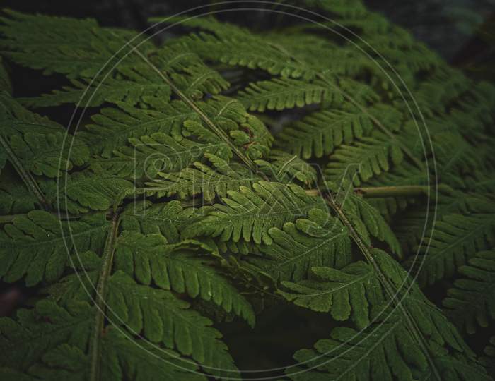 Green Fern Plant in close up photography.