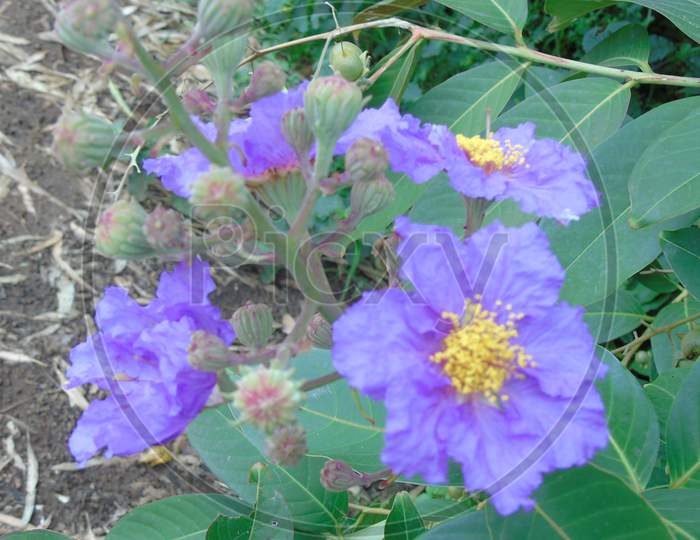 flowering plant with purple flower