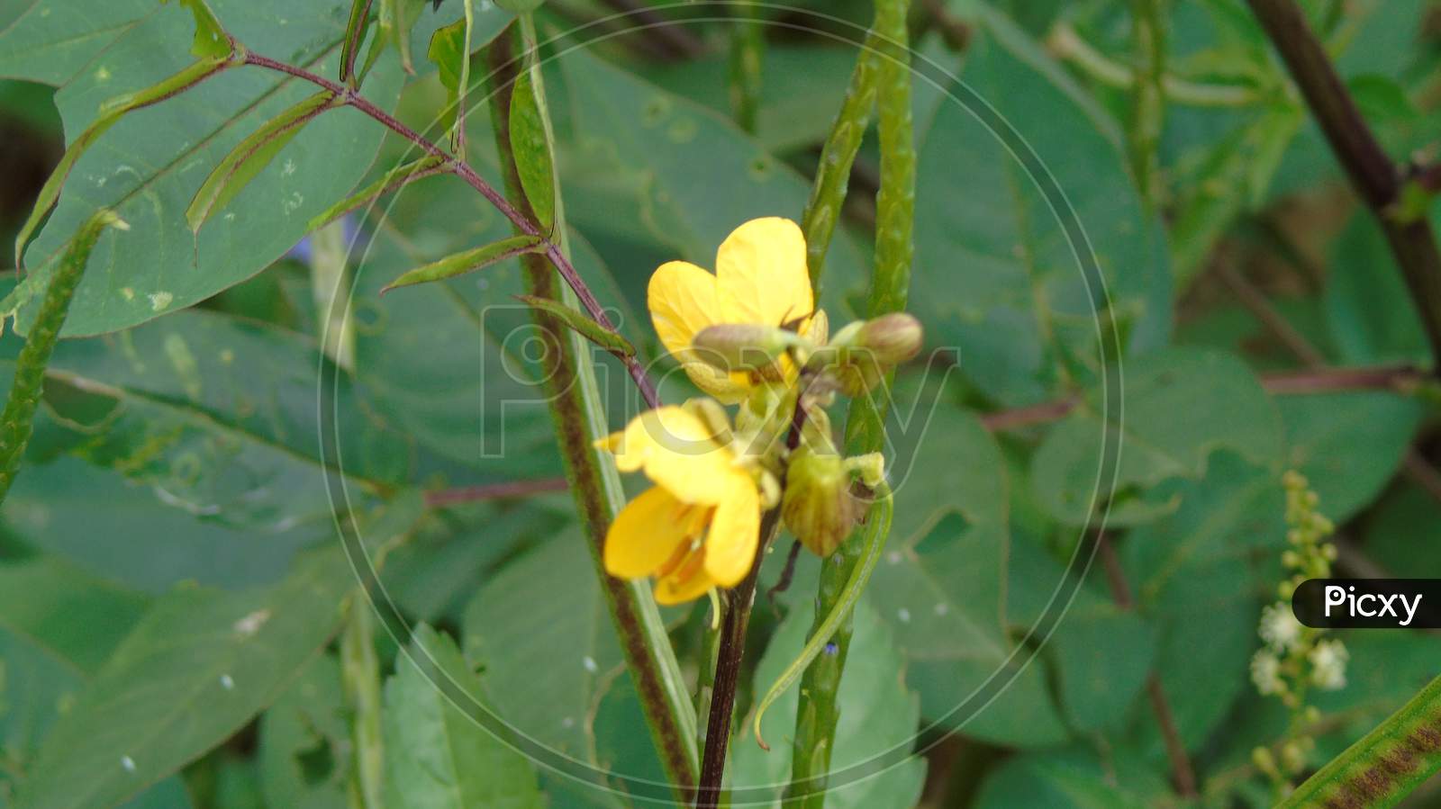 green plant with yellow flower,