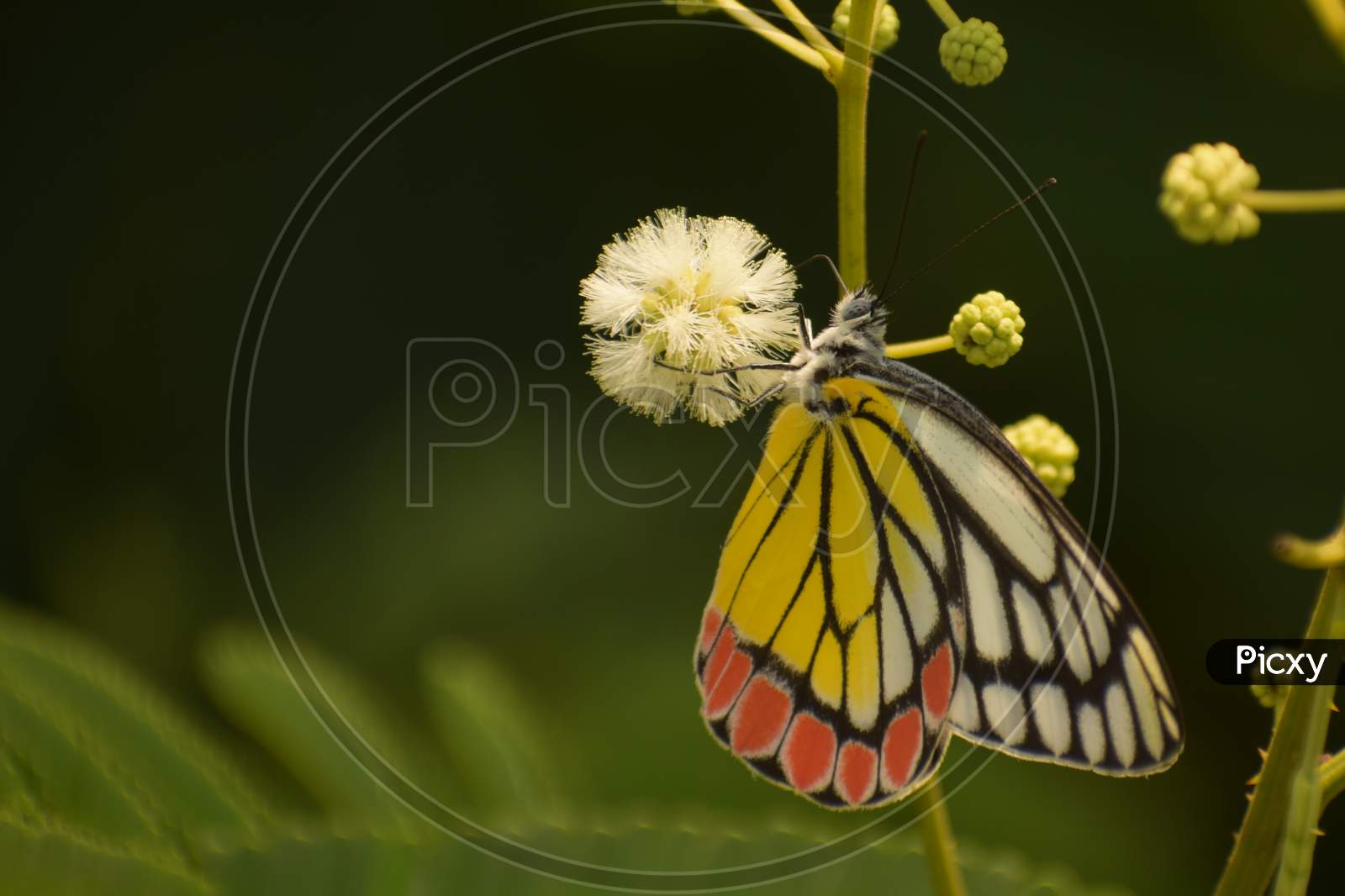 Nature Is The Mightiest Artist . Beautiful Picture Of Common Jezabel ( Delias Eucharis ) Butterfly.