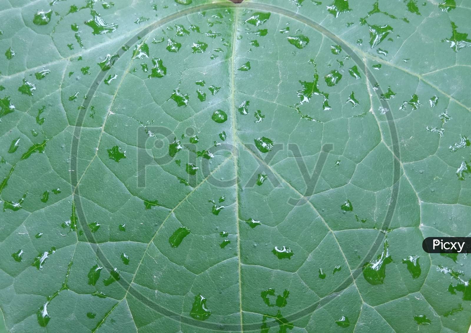 Green leaf background with water drop