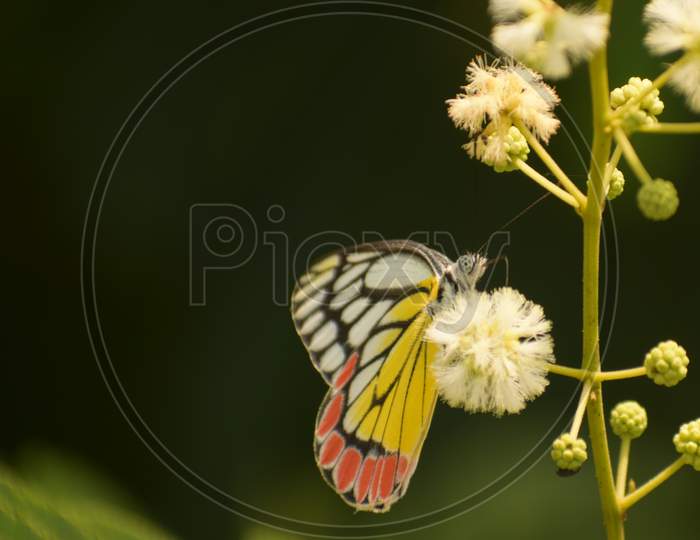 Cool Photo Of Beautiful Common Jezabel ( Delias Eucharis ) Butterfly Sitting On Flower.