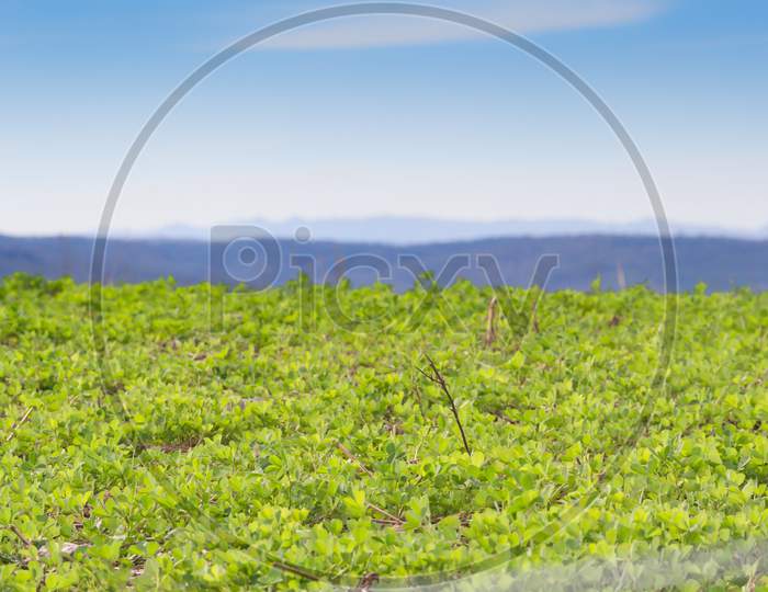 Landscape With Clover Crop For Fodder And Mountains