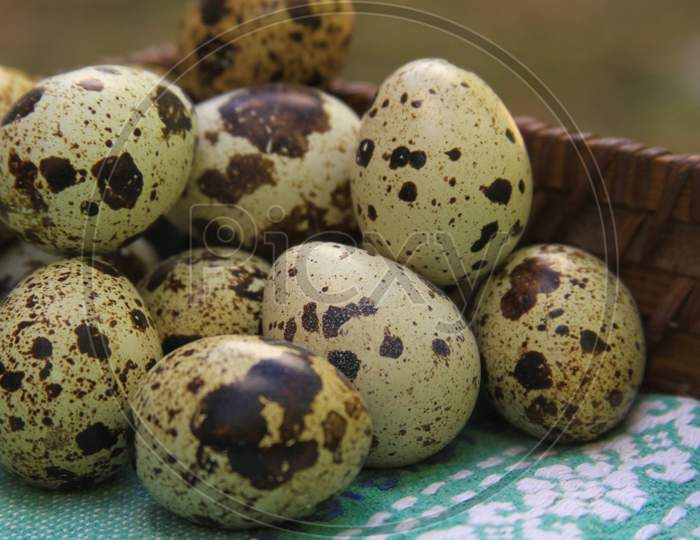 Quail Eggs In Basket After Farming