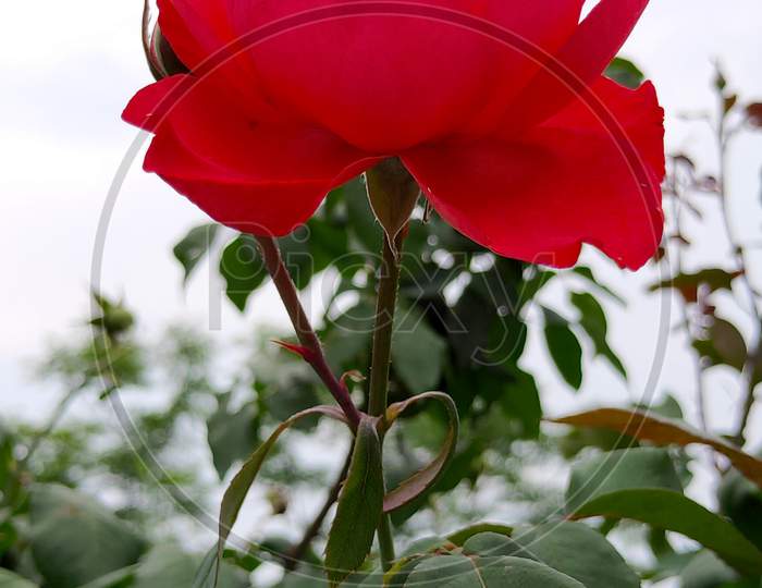red rose flower image