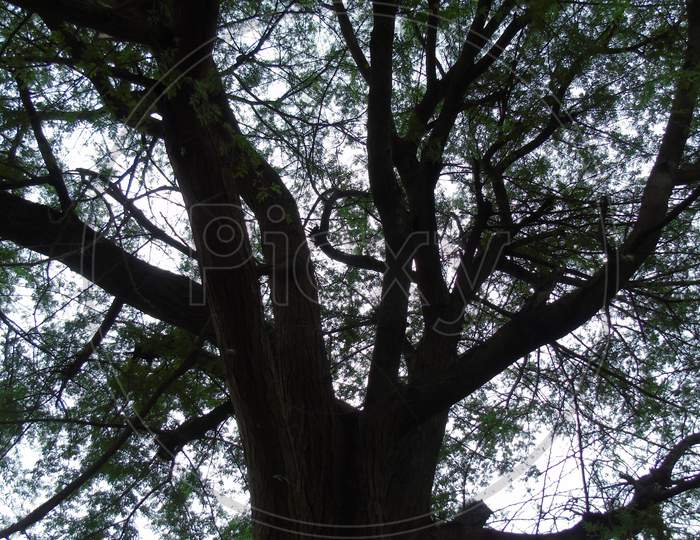 Big tree with lot of brachen