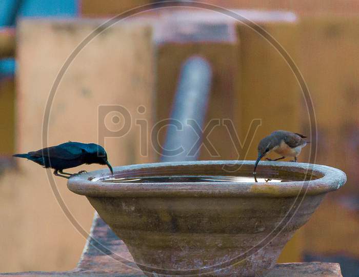 Birds drinking water captured in lockdown