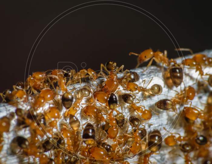 Group Of Pharaoh Ants Roaming Around For Food