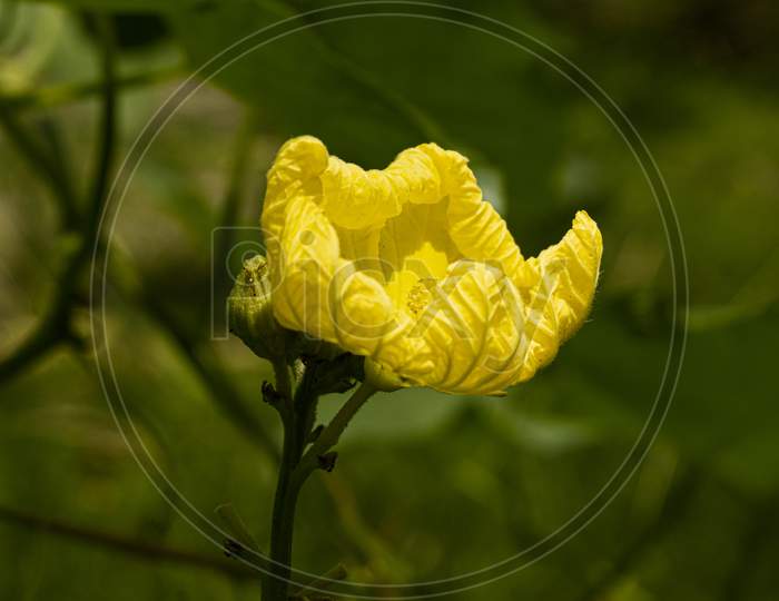 yellow flower on a green background