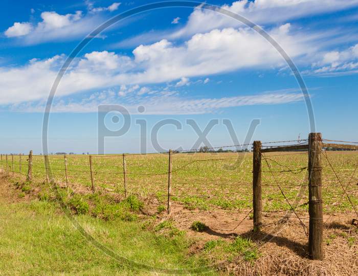 Rural Landscape With Lambrado Of The Argentine Countryside