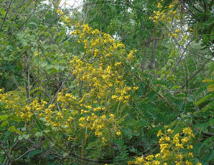 green flowering plant with yellow flower