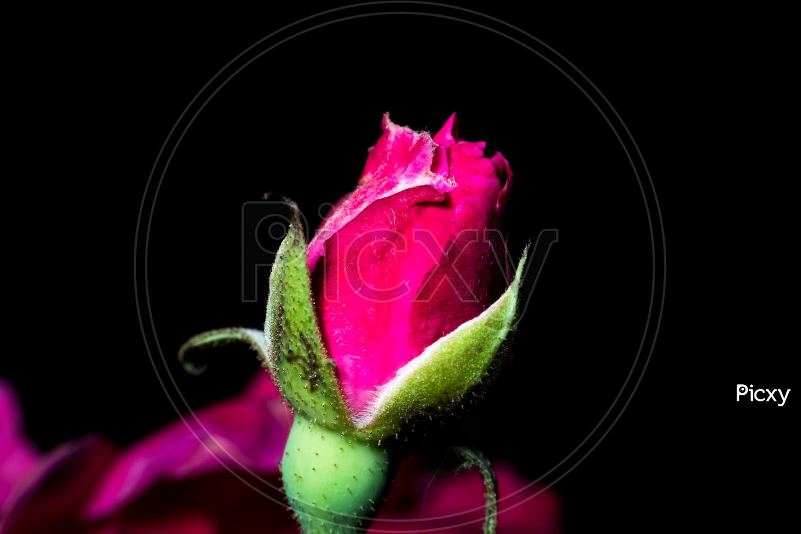 A Macro Shot Of A Budding Red Rose In A Dark Background