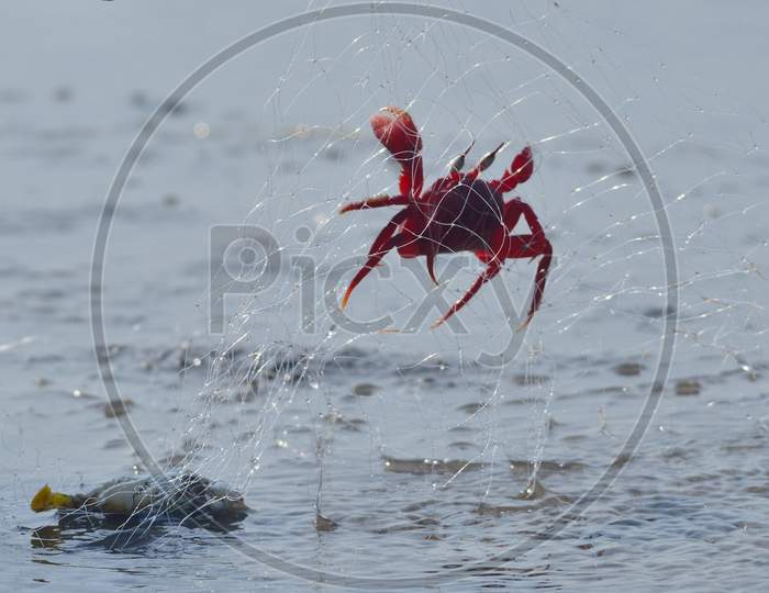 red ghost crab in sea beach