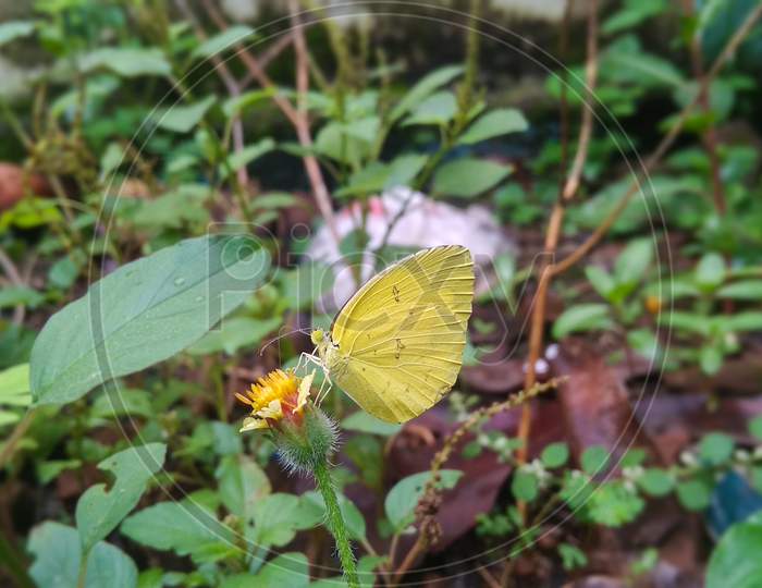 Yellow small Butterfly on the flower head natural background