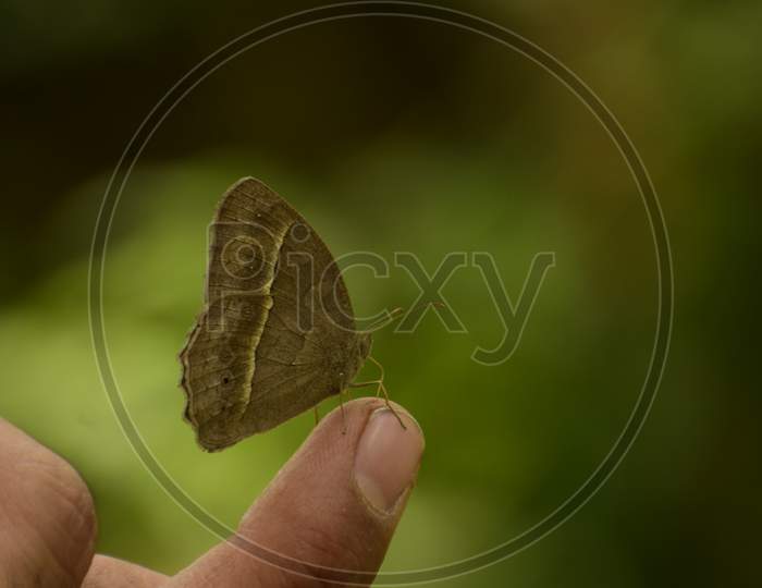Amazing Picture Of Dark Branded Bushbrown (Mycalesis Mineus) Butterfly Sitting On Human Finger.