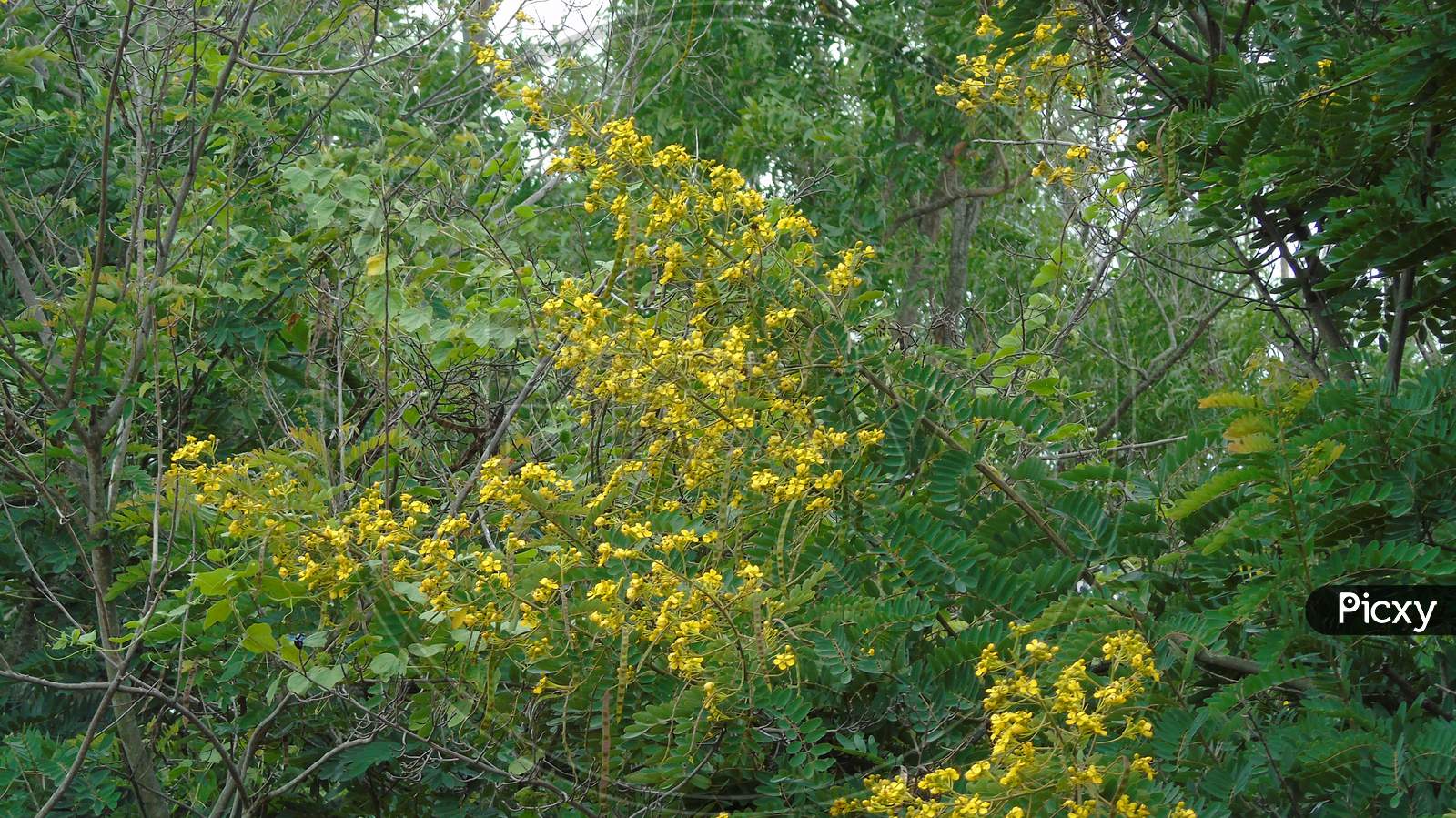 green flowering plant with yellow flower