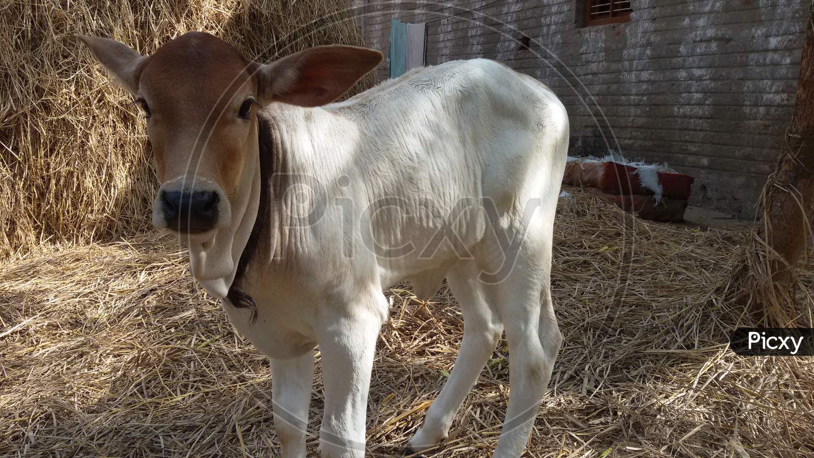 Cow Calf At Rural Home