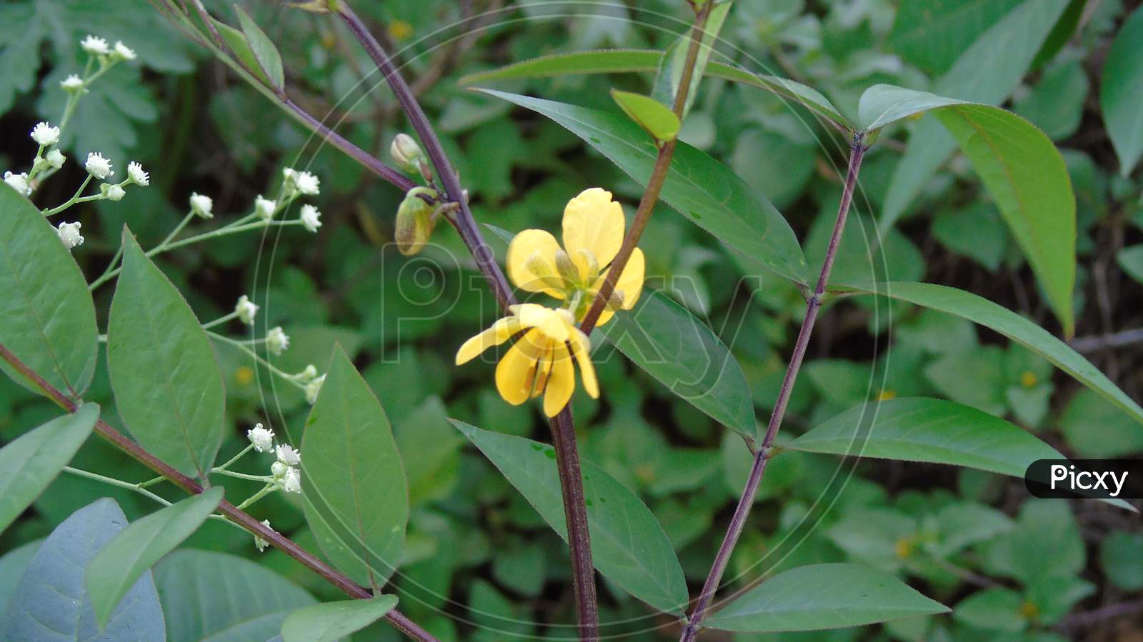 cute yellow flower on green plant