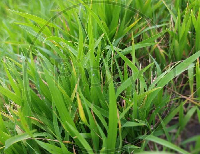 Green Leaf|Green plant|Nature Grass| Green Grass.