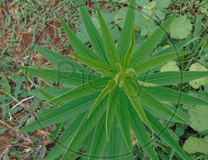 green plant with long leaf