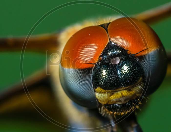 A Macro Shot Of A Dragonfly With Selective Focusing On Its Head. Visible Compound Eyes Of The Insect