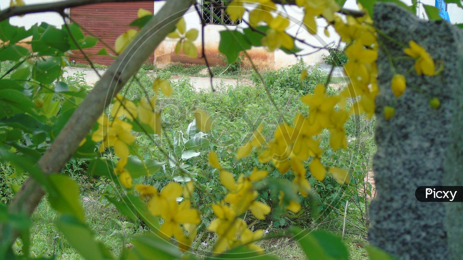 Cassia Fistula Golden Shower Tree