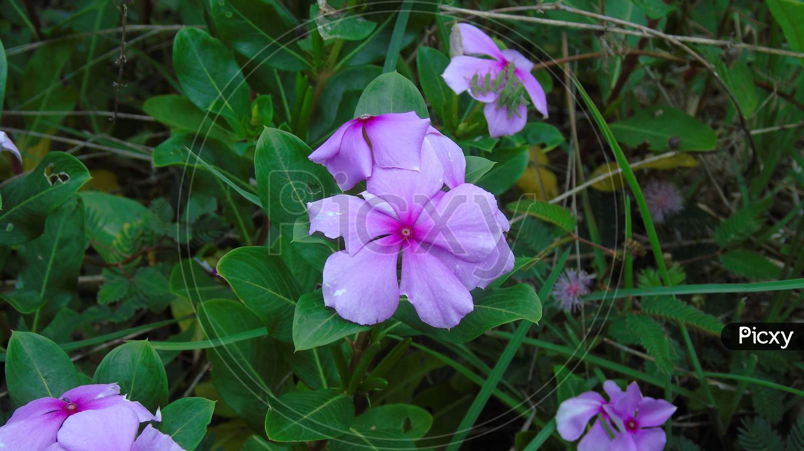 flowering plant with pink flower