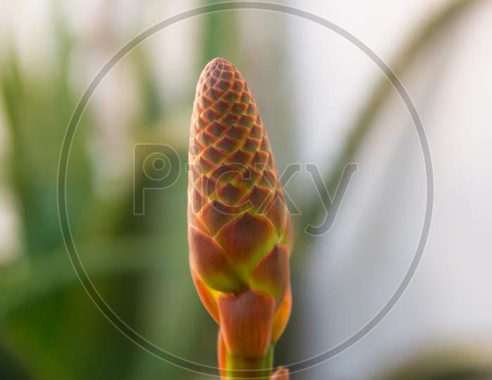 Aloe Vera Orange Flower Detail
