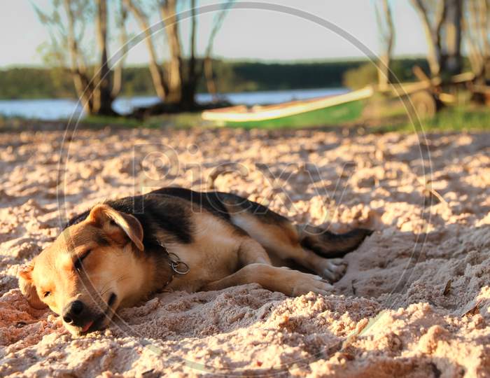 Dog Sleeping On The Sandy Beach On Vacation