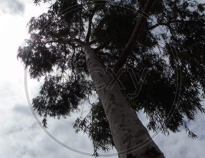 big tree with cloudy sky background