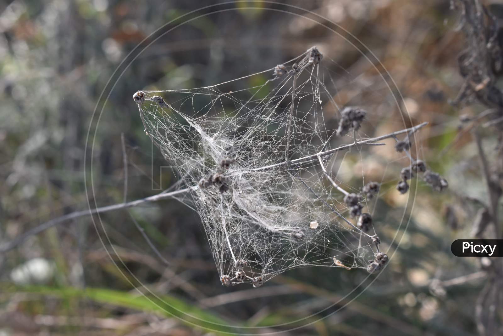 The creative workshop of the spiders in Tuscany Italy