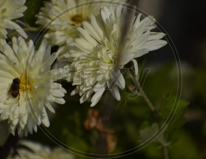 A Closeup Photograph Of Flowers.