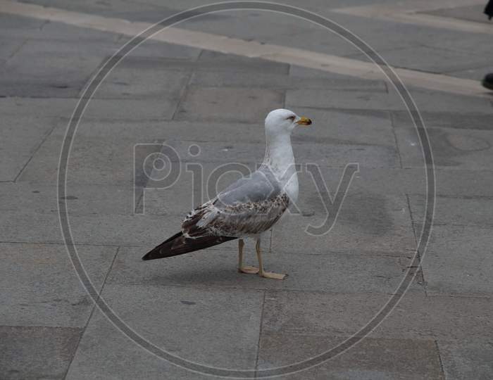Beautiful Seagull Standing On The Tiles Of The Square