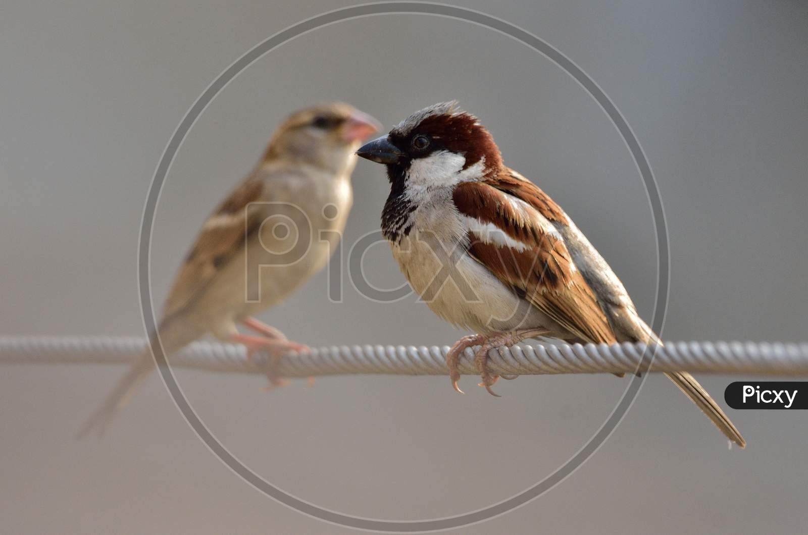 house sparrow and chicks