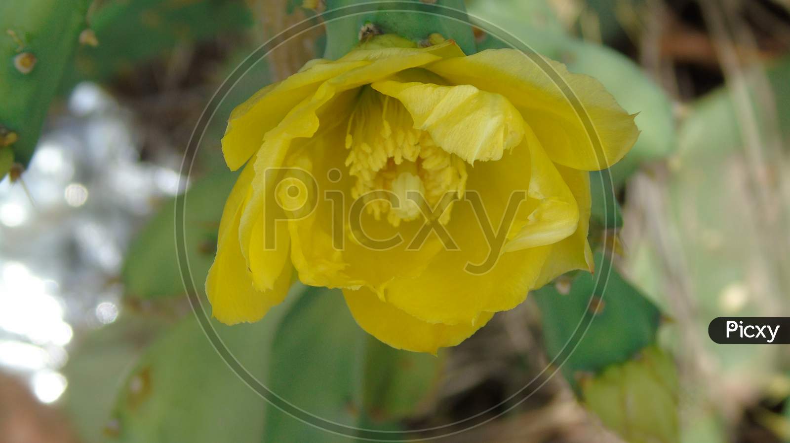 Opuntia ficus indica with yellow flower