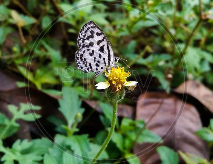 Beautiful closeup small butterfly macro photography