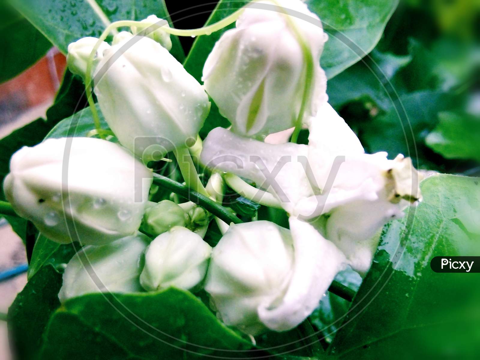 White Crown Flower