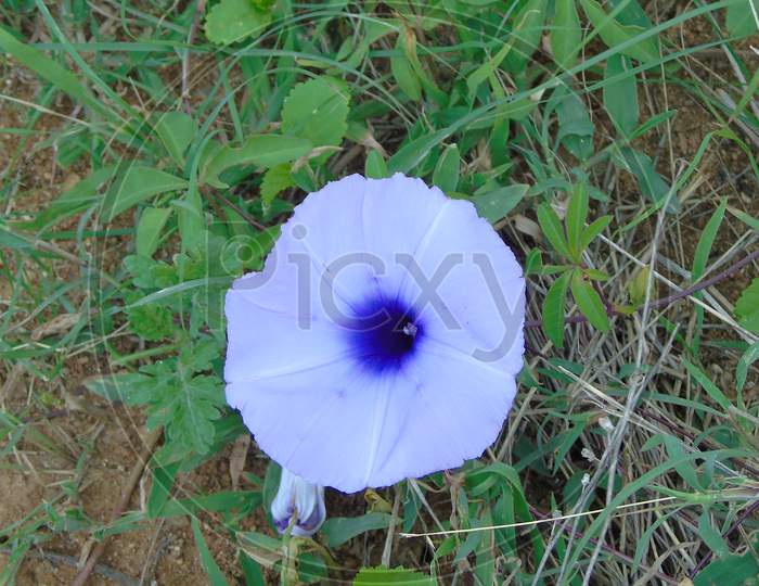 morning glory flower in green plant